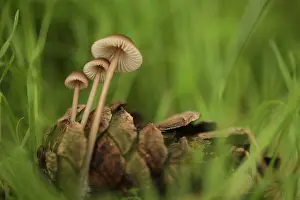 Litter Prints: Clustered Pine Cone Bonnet mushrooms (Mycena seynii) growing by a fallen pinecone