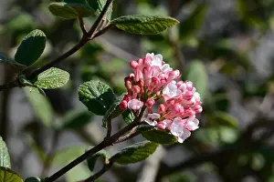 Shrub Prints: Clusters of perfumes pale pink flowers of the Viburnum carlesii Aurora shrub Koreanspice Viburnum