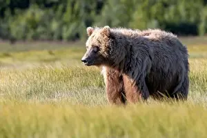 Coastal Brown Bear Prints: Coastal Brown Bear - Brown Bear Bay