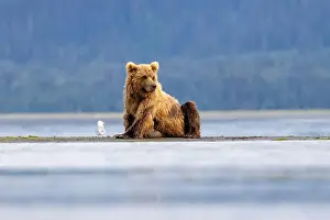 Coastal Brown Bear Prints: Coastal Brown Bear - Brown Bear Bay