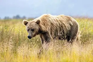 Coastal Brown Bear Prints: Coastal Brown Bear - Brown Bear Bay