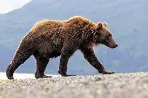 Coastal Brown Bear Prints: Coastal Brown Bear - Brown Bear Bay