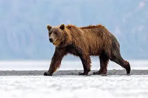 Coastal Brown Bear Prints: Coastal Brown Bear - Brown Bear Bay