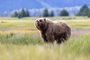 Coastal Brown Bear Prints: Coastal Brown Bear - Brown Bear Bay