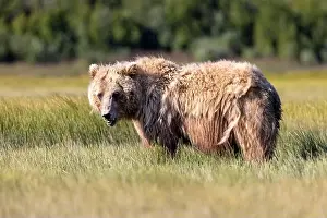 Coastal Brown Bear Prints: Coastal Brown Bear - Brown Bear Bay