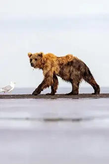 Coastal Brown Bear Prints: Coastal Brown Bear - Brown Bear Bay