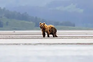 Coastal Brown Bear Prints: Coastal Brown Bear - Brown Bear Bay