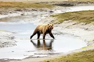 Coastal Brown Bear Prints: Coastal Brown Bear crossing river - Brown Bear Bay