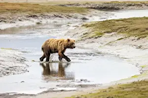 Coastal Brown Bear Prints: Coastal Brown Bear crossing river - Brown Bear Bay