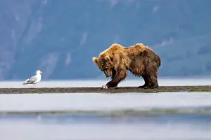 Coastal Brown Bear Prints: Coastal Brown Bear feeding on salmon - Brown Bear Bay