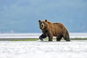 Coastal Brown Bear Prints: Coastal Brown Bear fishing - Brown Bear Bay
