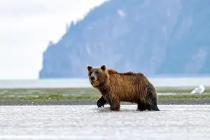 Coastal Brown Bear Prints: Coastal Brown Bear fishing - Brown Bear Bay
