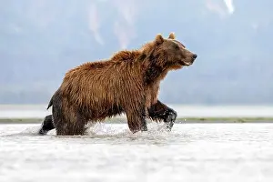 Coastal Brown Bear Prints: Coastal Brown Bear fishing - Brown Bear Bay