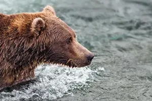 Coastal Brown Bear Prints: Coastal Brown Bear Fishing For Salmon