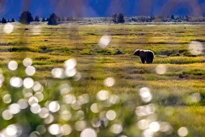 Coastal Brown Bear Prints: Coastal Brown Bear in the landscape - Brown Bear Bay