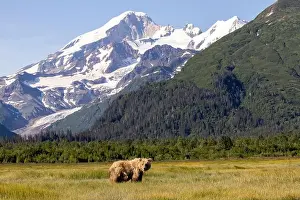 Coastal Brown Bear Prints: Coastal Brown Bear with Mount Iliamna in the background - Brown Bear Bay