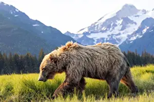 Coastal Brown Bear Prints: Coastal Brown Bear with Mount Iliamna in the background - Brown Bear Bay
