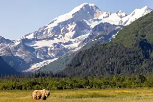 Coastal Brown Bear Prints: Coastal Brown Bear with Mount Iliamna in the background - Brown Bear Bay