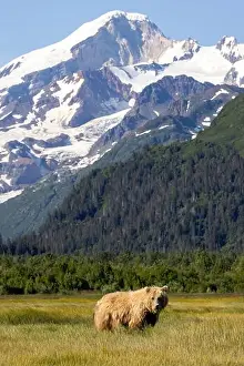 Coastal Brown Bear Prints: Coastal Brown Bear with Mount Iliamna in the background - Brown Bear Bay