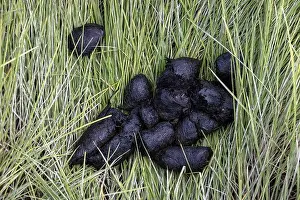 Coastal Brown Bear Prints: Coastal Brown Bear scat - Brown Bear Bay