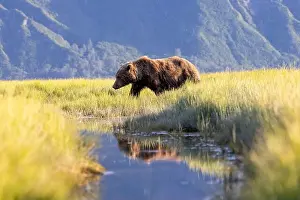 Coastal Brown Bear Prints: Coastal Brown Bear walking in meadow - Brown Bear Bay