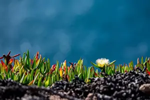 Sea Breeze Prints: Coastal flora thrive on rugged rocks with a bright flower standing out against the sea