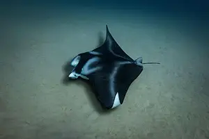 Sunburst Prints: A coastal manta ray skims the sandy seafloor as it hunts for food in the waters of Oahu