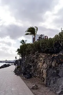 Canary Prints: A coastal path in Lanzarote with palm trees swaying in the wind