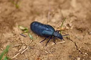 Infestation Prints: a cockroach that walks on the ground