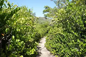 Fertile Prints: Coco plum, Chrysobalanus icaco. Seychelles, Curieuse Island, Indian ocean