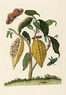 Natural History Collection: Cocoa Plant, Caterpillar, Butterflies, 1705