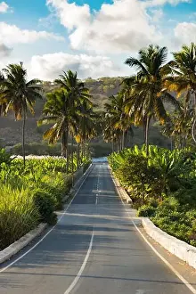 Cape Verde Prints: Coconut, banana, and sugar canne plantation near Achada Fazenda in Santiago Island in Cape Verde - Cabo Verde