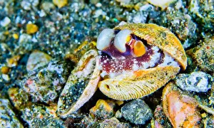The Nature Conservancy Prints: Coconut Octopus, Amphioctopus Marginatus