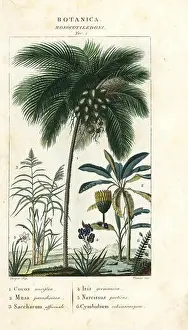 Fern Prints: Coconut palm, Cocos nucifera 1
