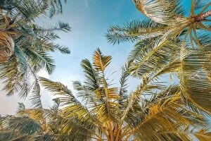 Images Dated 4th January 2017: Coconut palm tree with blue sky, beautiful tropical background. Exotic nature pattern