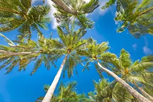 Coconut palm tree with blue sky, beautiful tropical background. Exotic nature pattern, green palm leaves against blue sky. Tropical beach amazing view