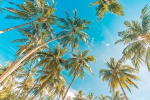 Coconut palm tree with blue sky, beautiful tropical background. Tropical trees background concept. Exotic tropical nature background