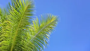 Coconut palm tree with blue sky, beautiful tropical background with copy space fro text