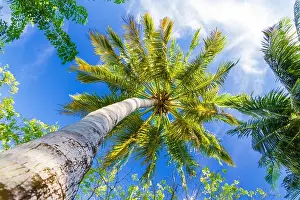 Angeles Prints: Coconut palm tree with sky background with boost color processing