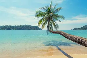 Coconut palm tree over summer beach sea with clear water sea and wave with island in background in Phuket, Thailand. Summer, Travel, Vacation and Holi