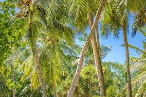 Images Dated 2nd June 2019: Coconut palm trees, beautiful tropical background. Exotic nature landscape