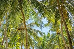 Images Dated 2nd June 2019: Coconut palm trees, beautiful tropical background. Exotic nature landscape