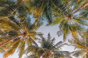 Coconut Palm Tree Prints: Coconut palm trees against blue sky and beautiful beach pattern