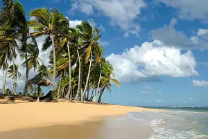 Dominican Prints: Coconut Palms arranged on a random order against the blue sky