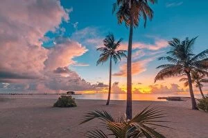 Images Dated 3rd November 2019: Coconut palms on sand beach in tropical island. Art beautiful sunrise over the tropical beach