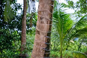 Bang Prints: a Coconut Plantation at tambon Ron Thong Village near the Town of Bang Saphan in the Province of Prachuap Khiri Khan
