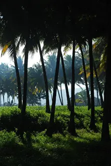 Kerala Prints: coconut trees kerala india