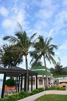 Coconut Tree Prints: Coconut trees on Pui O beach in Lantau Island, Hong Kong