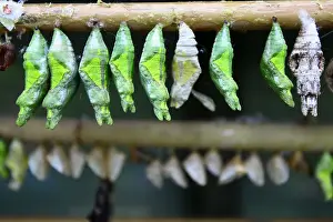 New Life Prints: Cocoon hanging on a branch at a butterfly farm