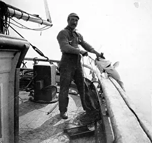 Cod fishing aboard commercial fishing boat Alaska nd (COBB 39)